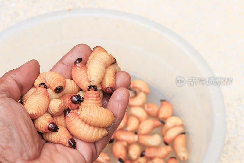 西米甲虫或蠕虫棕榈象鼻虫红色手运动(Rhynchophorus ferrugineus)泰国南部流行的食物幼虫